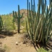 Cacti Scene by harbie