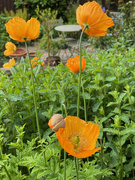 28th May 2021 - Welsh Poppies