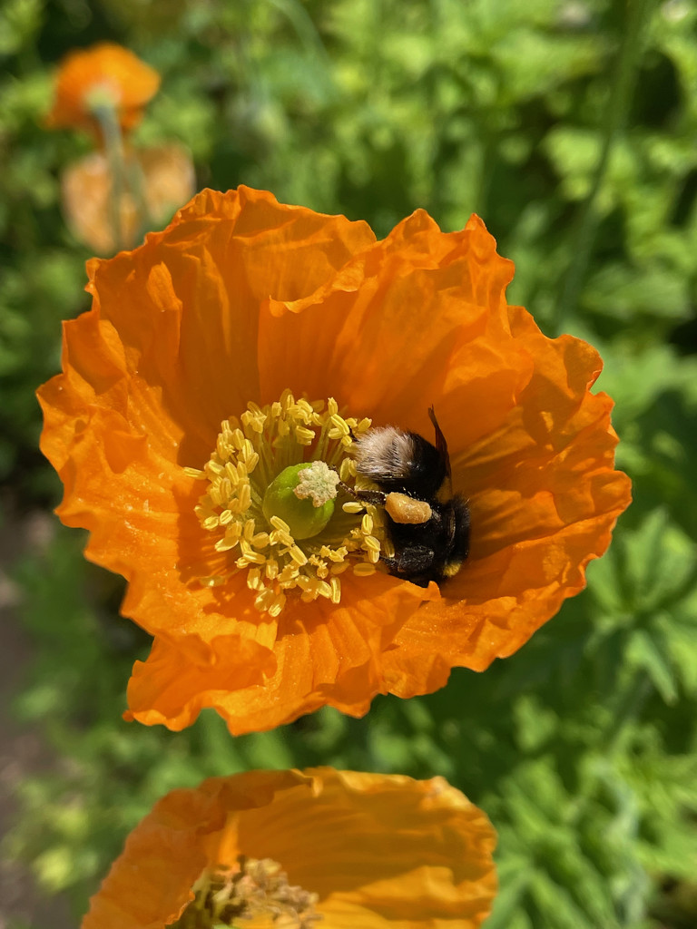 Bee and Poppy by 365projectmaxine