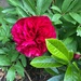 Perfect Peony by elainepenney