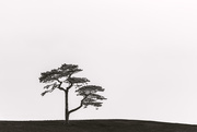 29th May 2021 - Tree On a Hill