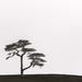 Tree On a Hill by nickspicsnz
