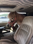 29th May 2021 - Horses in cars