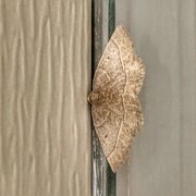 29th May 2021 - A tiny moth on the front door 