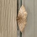 A tiny moth on the front door  by louannwarren