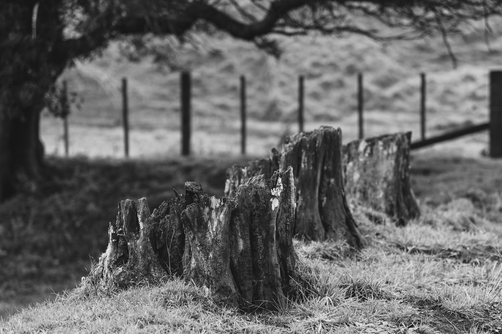 Stumps and Tree  by nickspicsnz