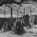 Stumps and Tree  by nickspicsnz
