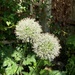 Allium by elainepenney