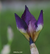 30th May 2021 - Purple Iris