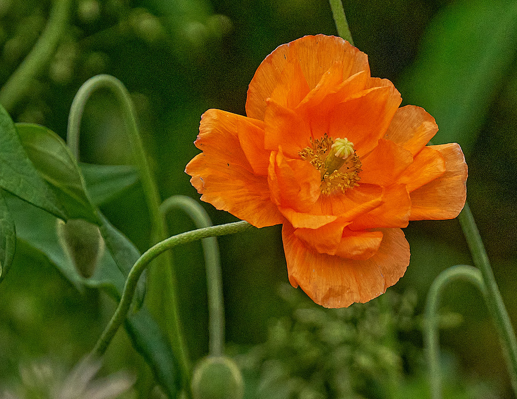Small Orange by gardencat