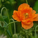 Small Orange by gardencat