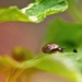 Teeny tiny snail........ by ziggy77