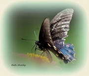 11th Sep 2020 - Butterfly