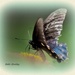 Butterfly by vernabeth