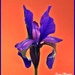 My first Iris of the Year by ladymagpie