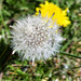 I do love a Dandelion!  by bigmxx