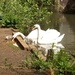 Spring.. tiny cygnets by 365projectorgjoworboys