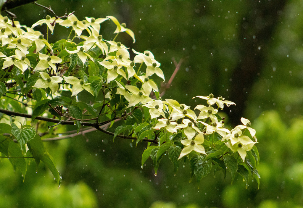 Dogwood in the Rain by tdaug80