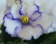 30th May 2021 - African violet