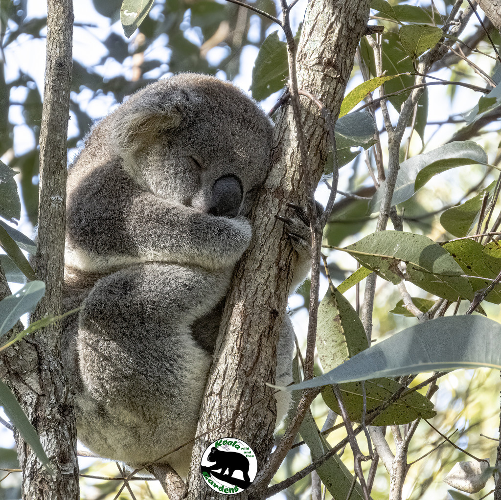 a nap in the sun by koalagardens