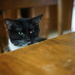 Boots at the Kitchen Table by tosee