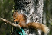 30th May 2021 - RED SQUIRREL