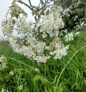 30th May 2021 - Mist and Cow Parsley