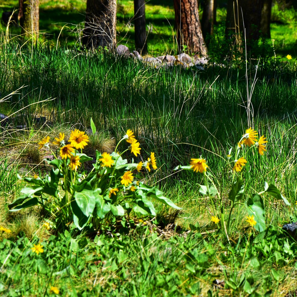 Montana Arrowleaf Balsamroot wildflowers  by louannwarren
