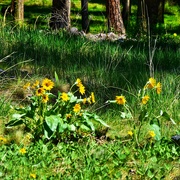 30th May 2021 - Montana Arrowleaf Balsamroot wildflowers 