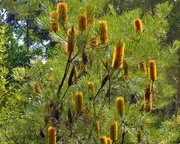 31st May 2021 -  Sunlight On The Golden Banksia ~    
