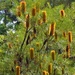  Sunlight On The Golden Banksia ~     by happysnaps