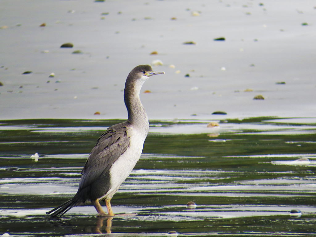 little spotted shag by kali66