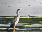 21st May 2021 - little spotted shag