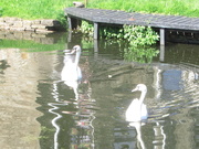 28th May 2021 - A pair of young swans. Leeds Liverpool canal. Rishtion.