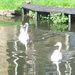 A pair of young swans. Leeds Liverpool canal. Rishtion. by grace55