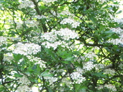 26th May 2021 - May blossom on the Hawthorn.