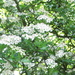 May blossom on the Hawthorn. by grace55