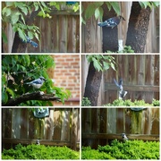 31st May 2021 - Mr. Blue Jay, Problem Solver