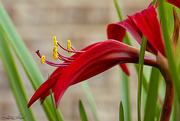 12th May 2021 - Mexican Amaryllis