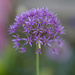 Allium Flower by pdulis