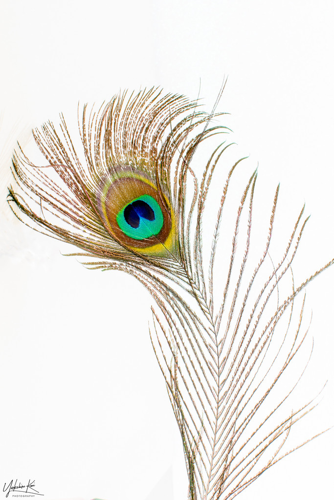 Peacock Feather by yorkshirekiwi