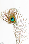 31st May 2021 - Peacock Feather