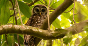 30th May 2021 - Baby Barred Owl Has Grown Up!