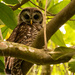 Baby Barred Owl Has Grown Up! by rickster549