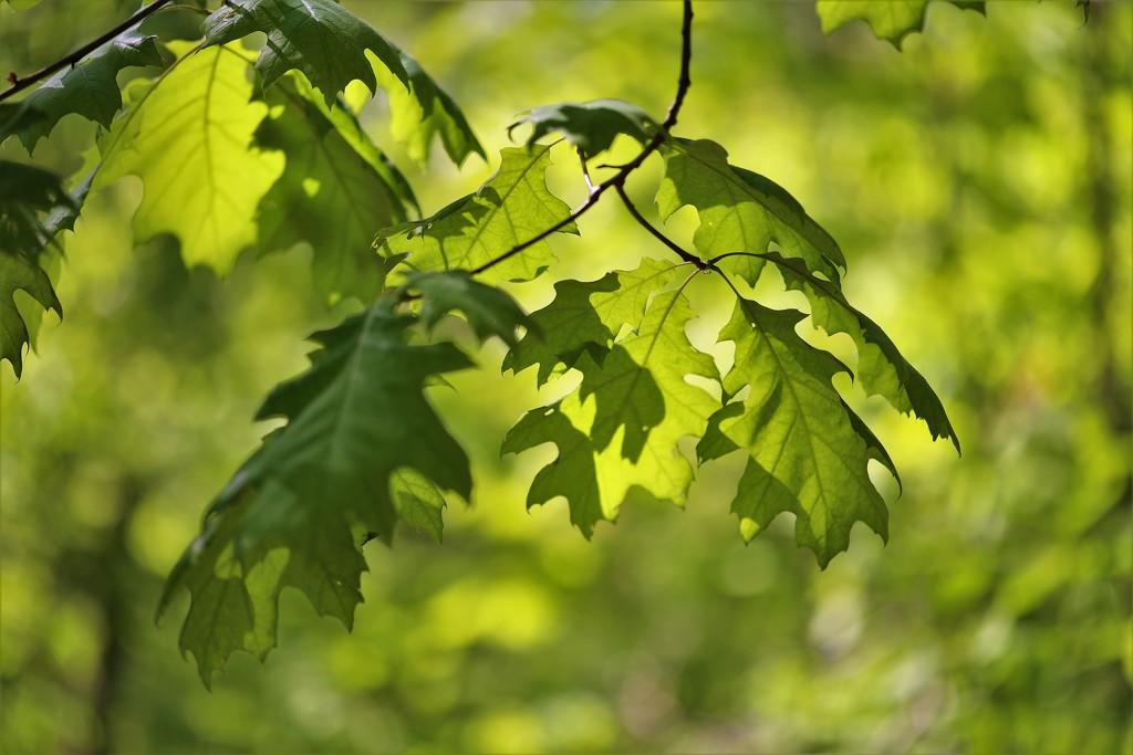 Oak Leaves by lynnz