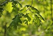 15th May 2021 - Oak Leaves