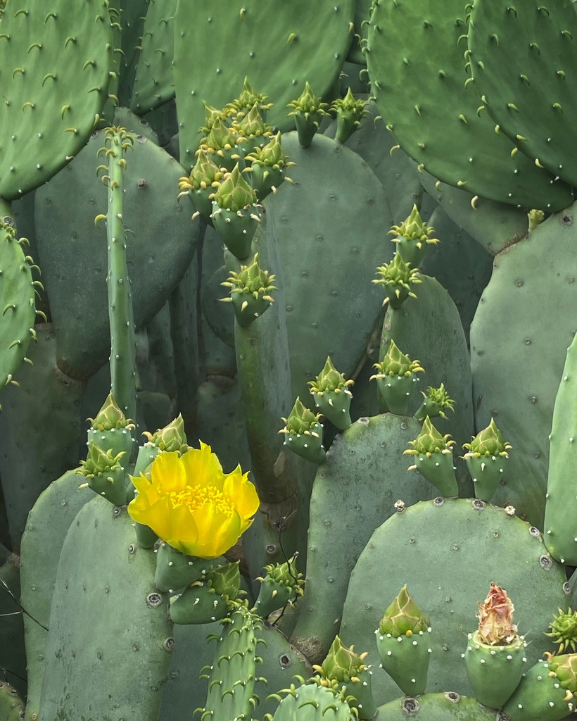 Cactus in Bloom by njmom3