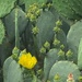 Cactus in Bloom by njmom3