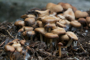 30th May 2021 - ~Mushrooms~