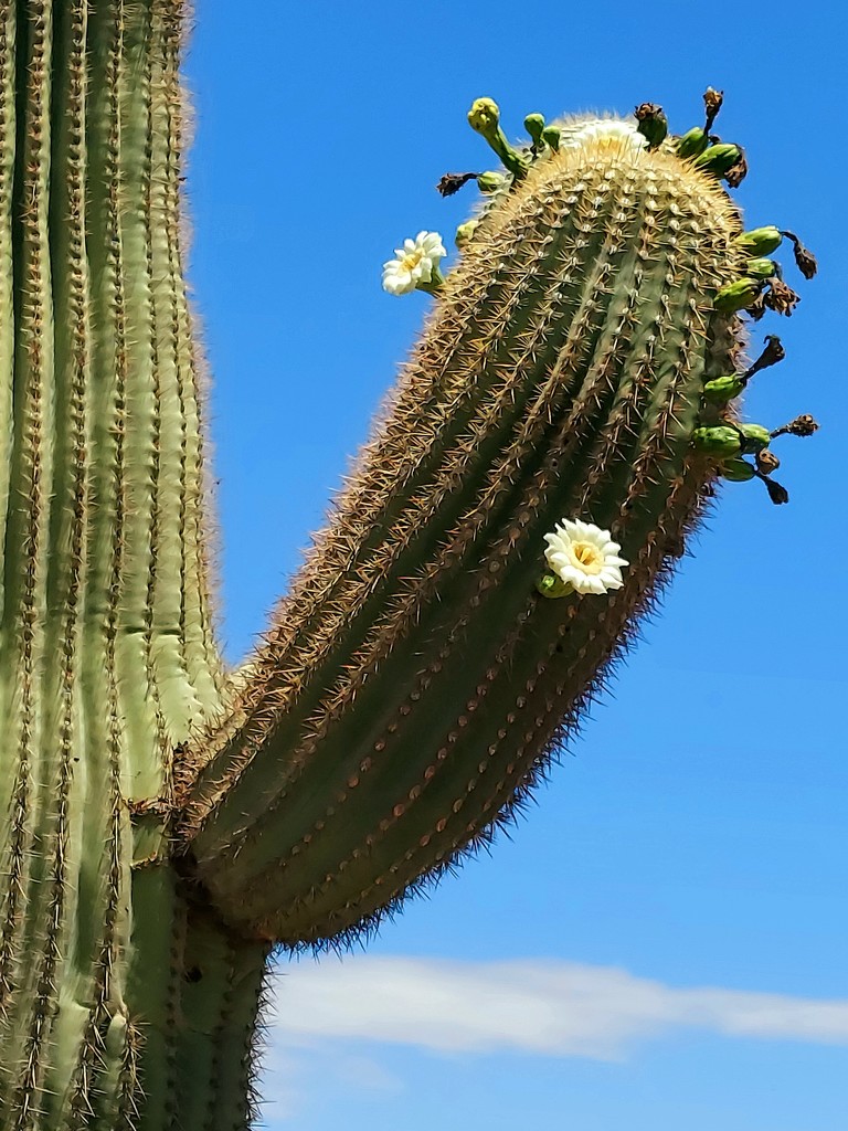 Flowering Saguaro Arm by harbie